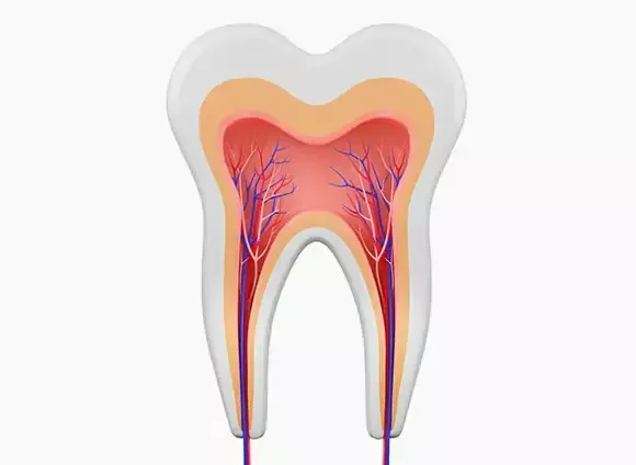 Rendering of tooth root